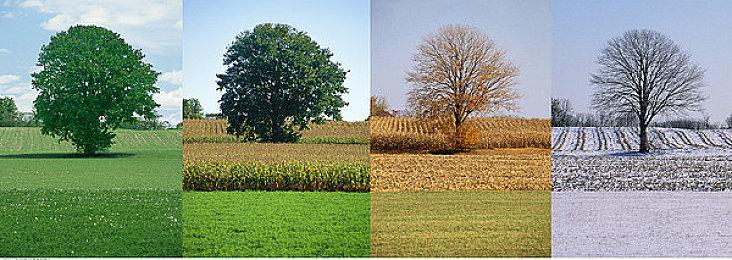 《女神异闻录5：战略版》Xbox预载开启 容量24GB